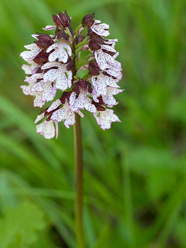 Orchis purpurea - Lungiana